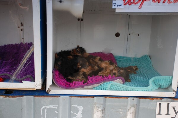 &laquo;Бізнес на крові&raquo;: у Дніпрі борються з незаконною торгівлею домашніми тваринами фото 3