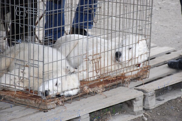 &laquo;Бізнес на крові&raquo;: у Дніпрі борються з незаконною торгівлею домашніми тваринами фото 5