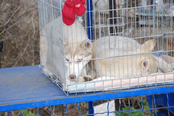 &laquo;Бізнес на крові&raquo;: у Дніпрі борються з незаконною торгівлею домашніми тваринами фото 7