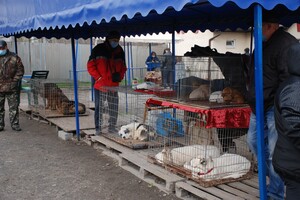 &laquo;Бізнес на крові&raquo;: у Дніпрі борються з незаконною торгівлею домашніми тваринами фото 8