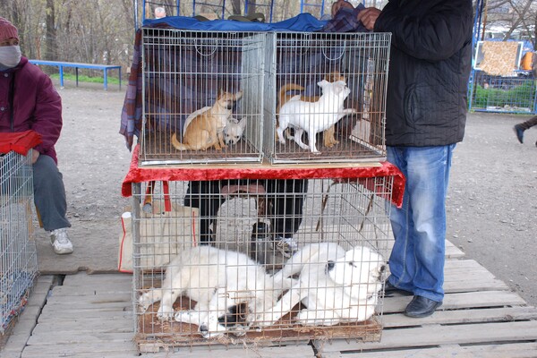 &laquo;Бізнес на крові&raquo;: у Дніпрі борються з незаконною торгівлею домашніми тваринами фото 9
