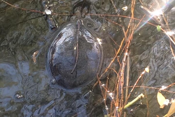 Все в пене: в озере на левом берегу массово гибнут черепахи фото