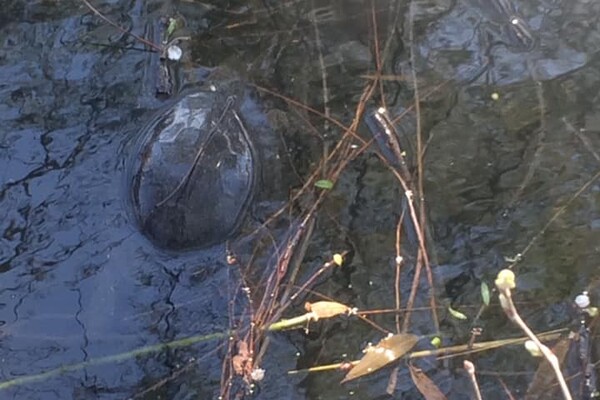 Все в пене: в озере на левом берегу массово гибнут черепахи фото 1