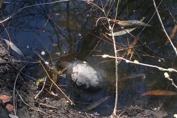 Все в пене: в озере на левом берегу массово гибнут черепахи фото 3